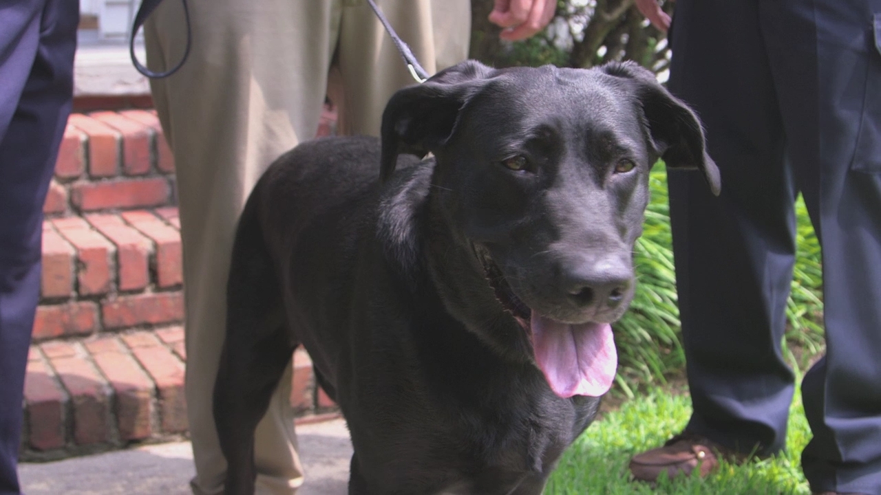 Chris Sacra Pet Lifesaver