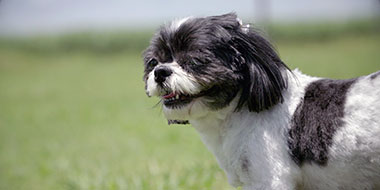 The Hebert family dog, Lou Lou