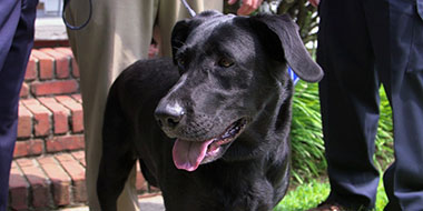 Chris Sacra's dog Sophie