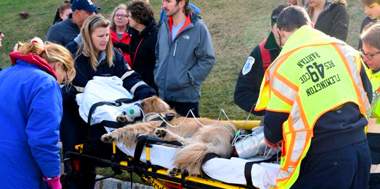 The Surchosky Family's Pet LifeSaver Story