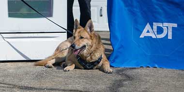 The family’s beloved German Shepherd, Bob