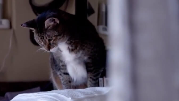 Two Cats, A Candle & A Note