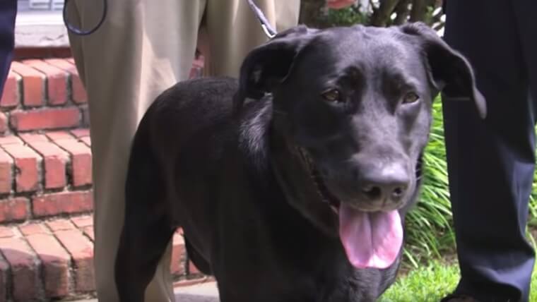 A Pet Isn't Going to Call 911